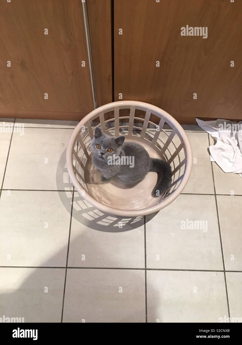 Cat in Laundry Basket Stock Photo Alamy