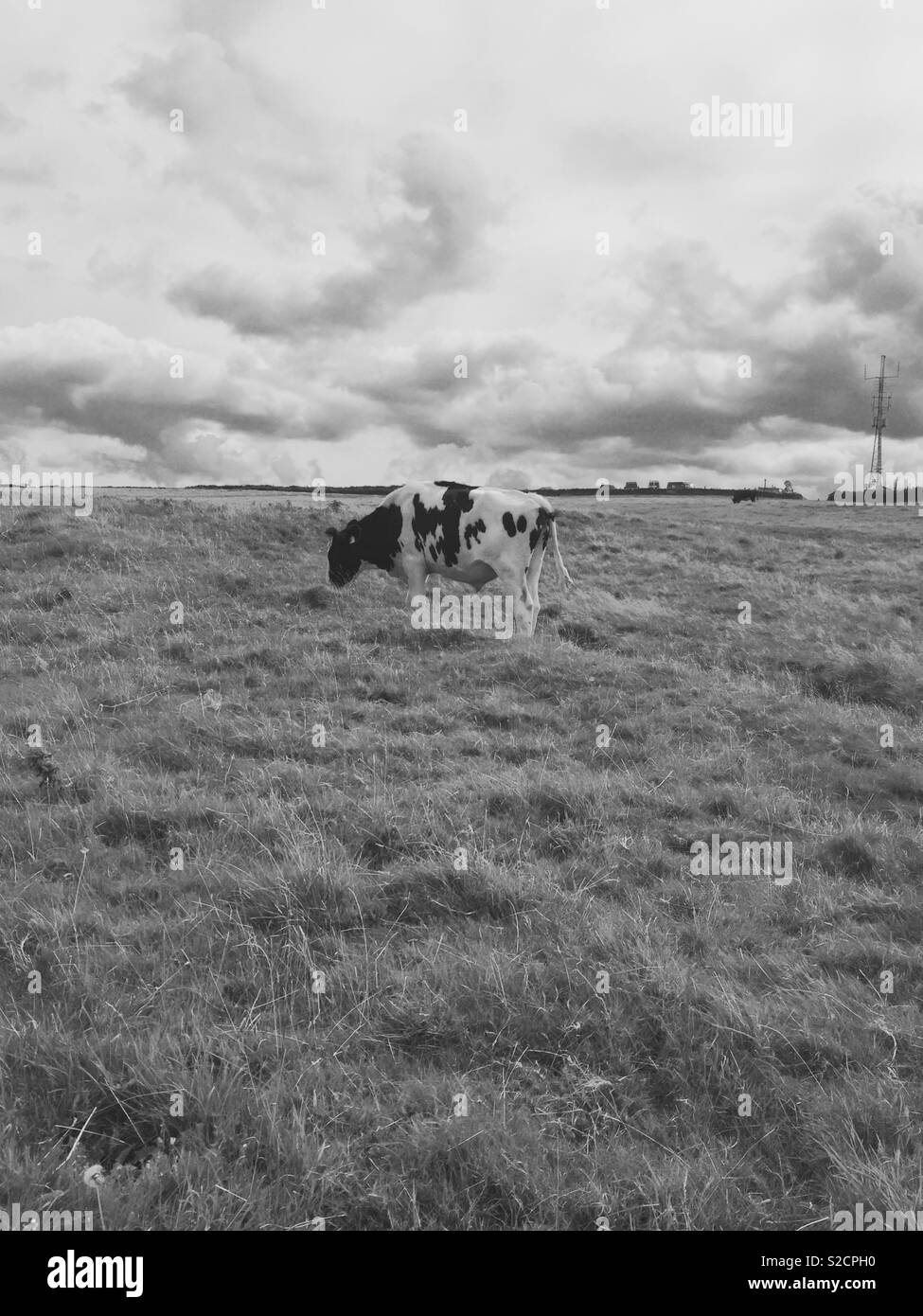 Cow and grass Black and White Stock Photos & Images - Alamy