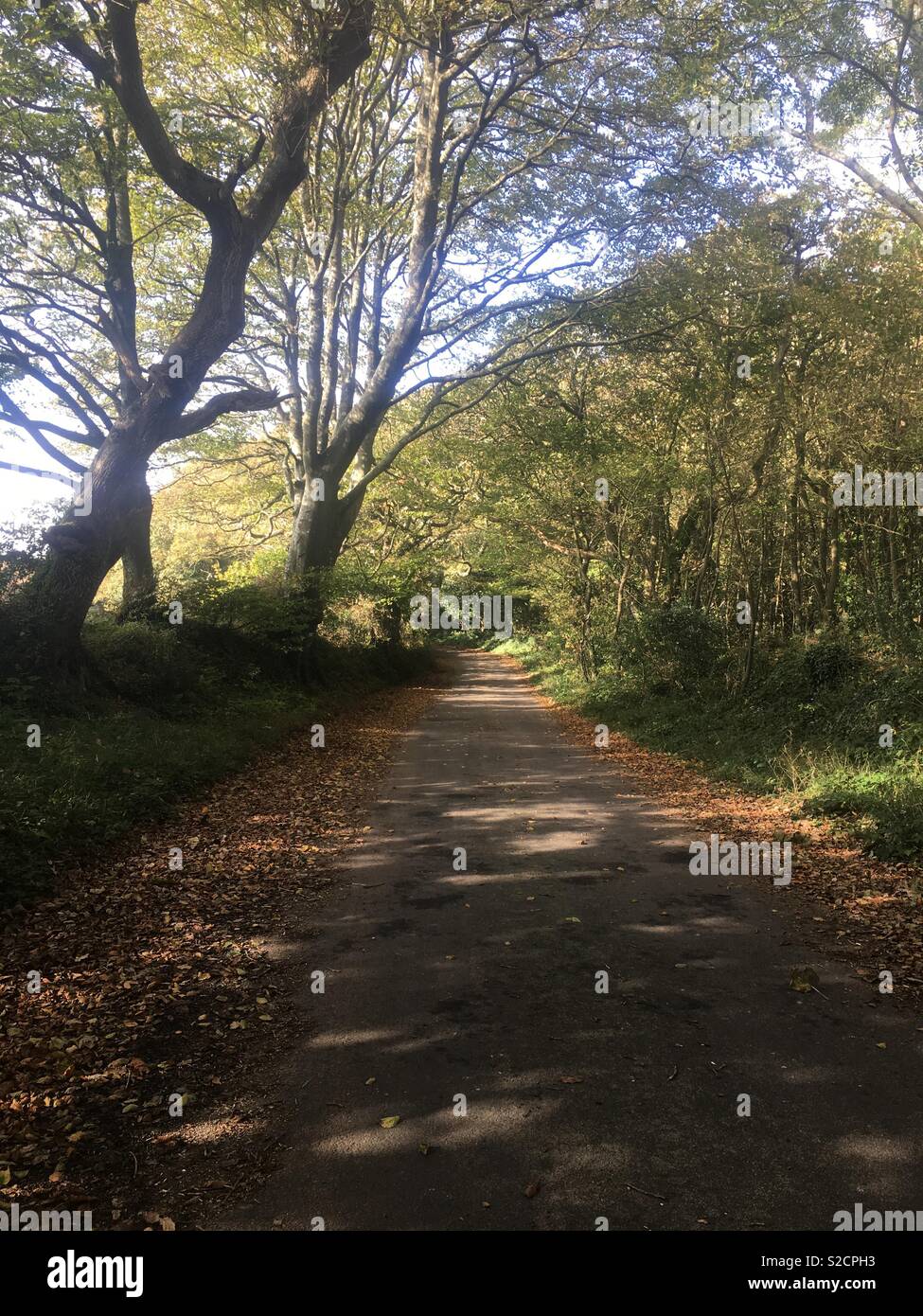 A quiet country lane in Cornwall Stock Photo