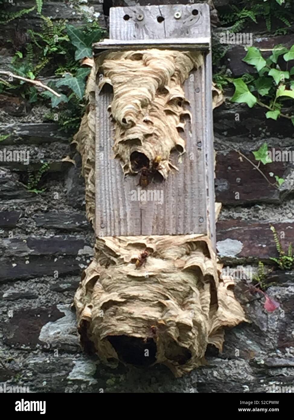 The Nest Stock Photo Alamy