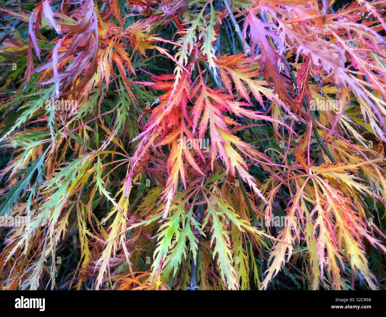 Right autumn colours of Japanese maple Acer dissectum - Smartphone Captured Stock Image