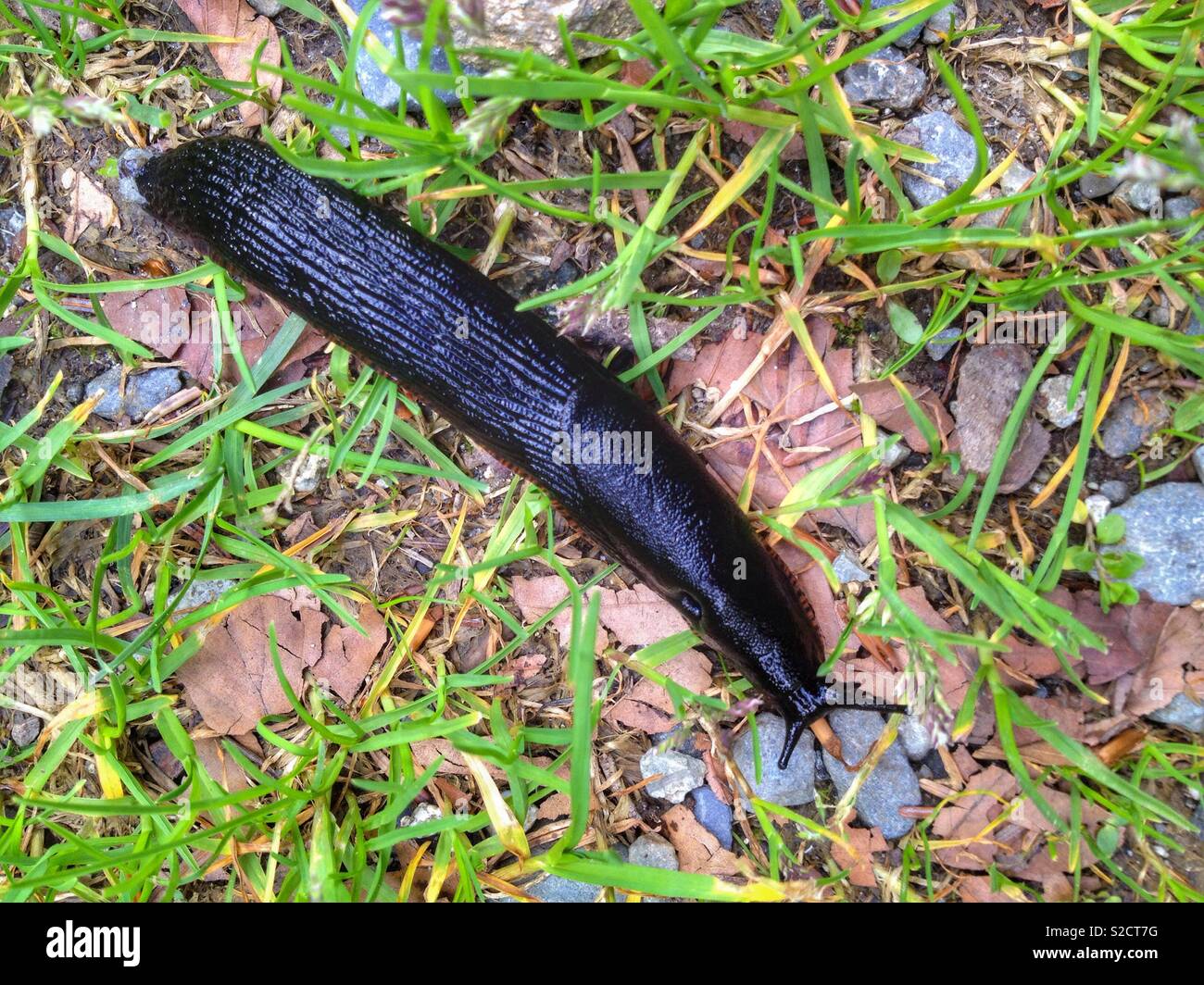 Big black slug - Smartphone Captured Stock Image
