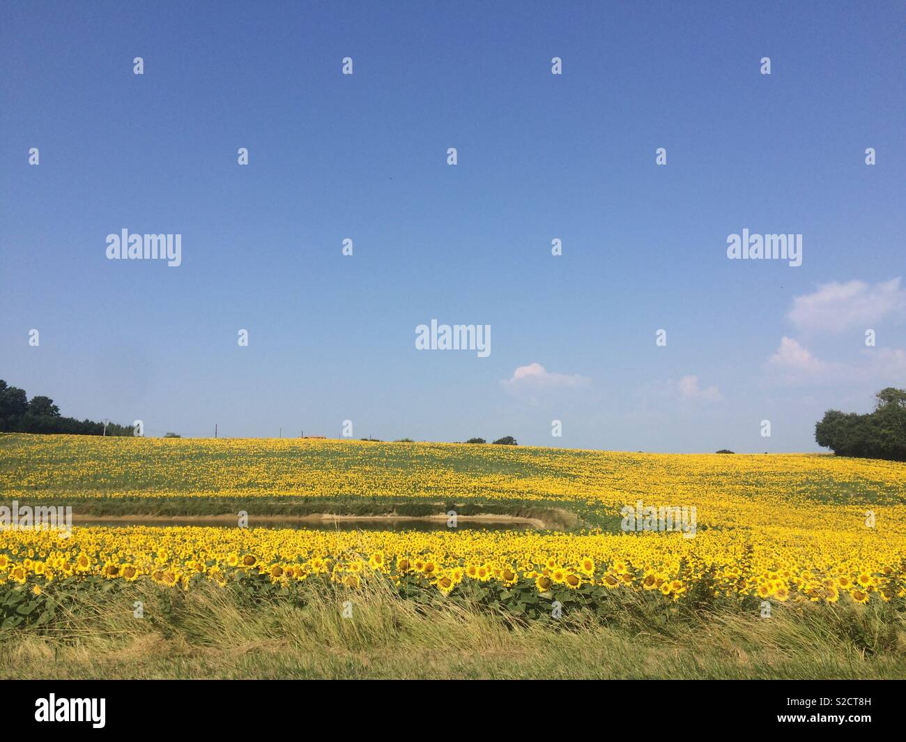 Field of sunflowers in the south of France Stock Photo
