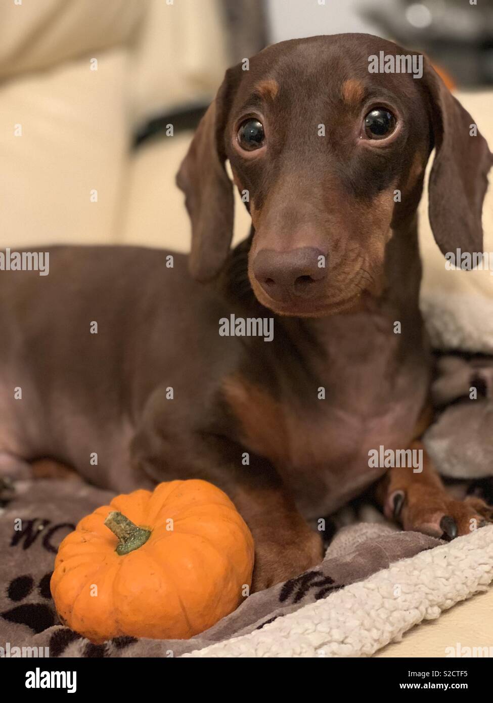 Little pumpkins Stock Photo