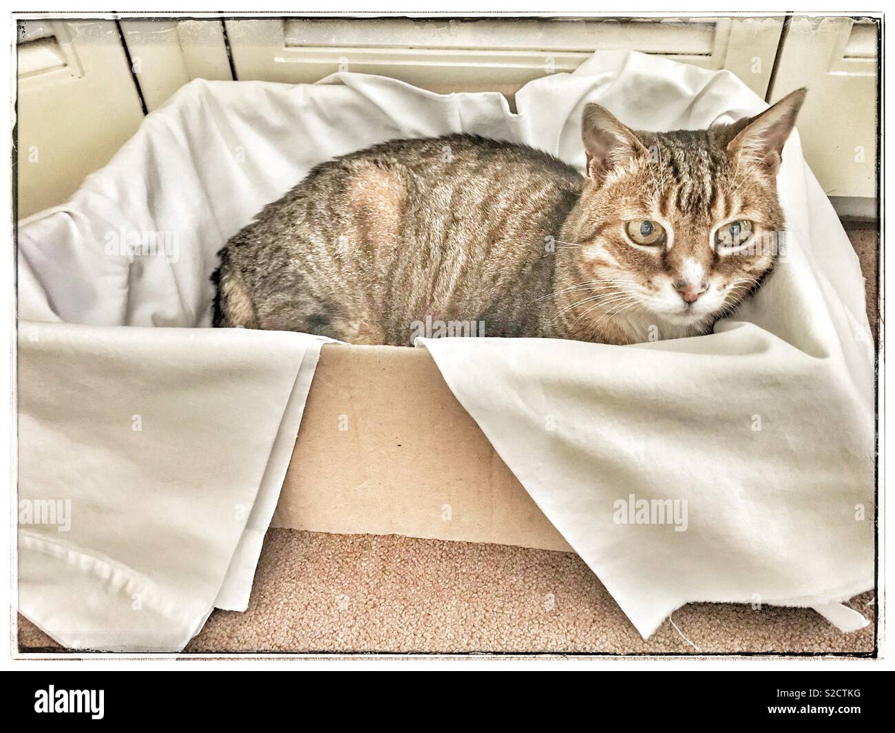 Tabby cat in box with some old sheets. - Smartphone Captured Stock Image