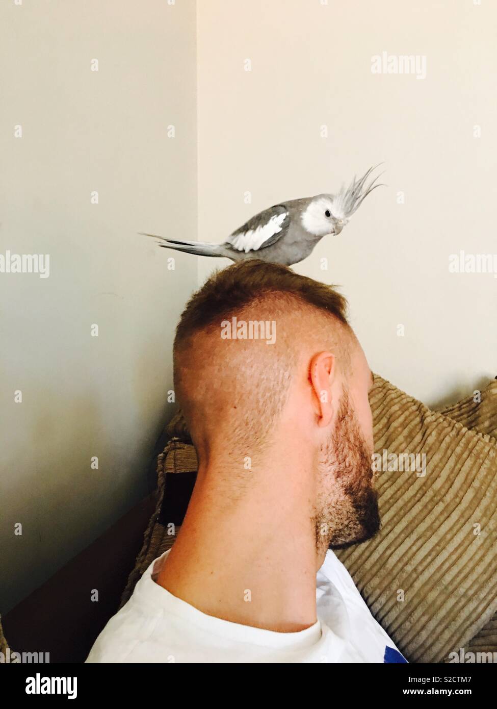 Bird on man head hires stock photography and images Alamy