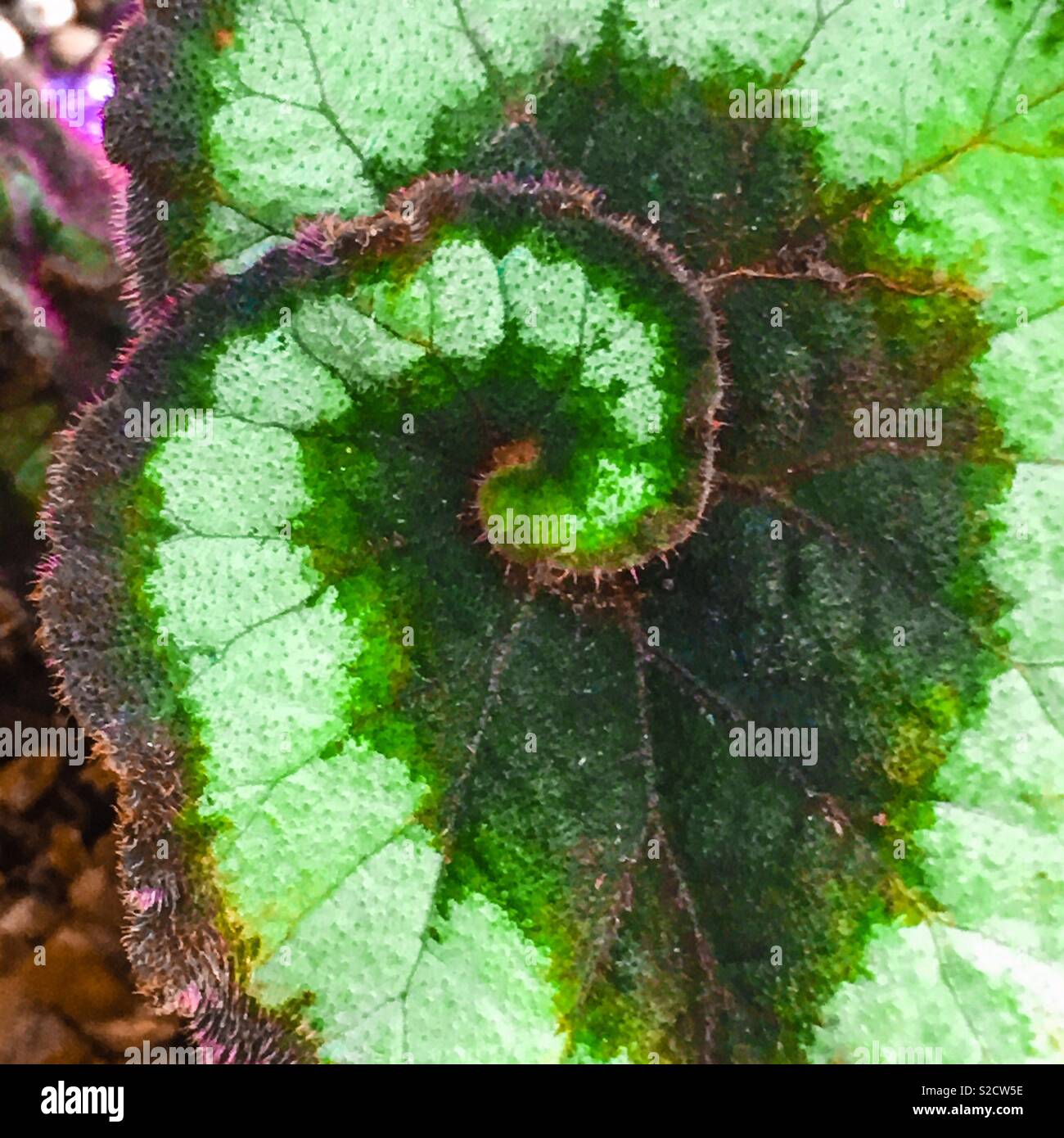 ‘Escargot’ Begonia leaf Stock Photo - Alamy