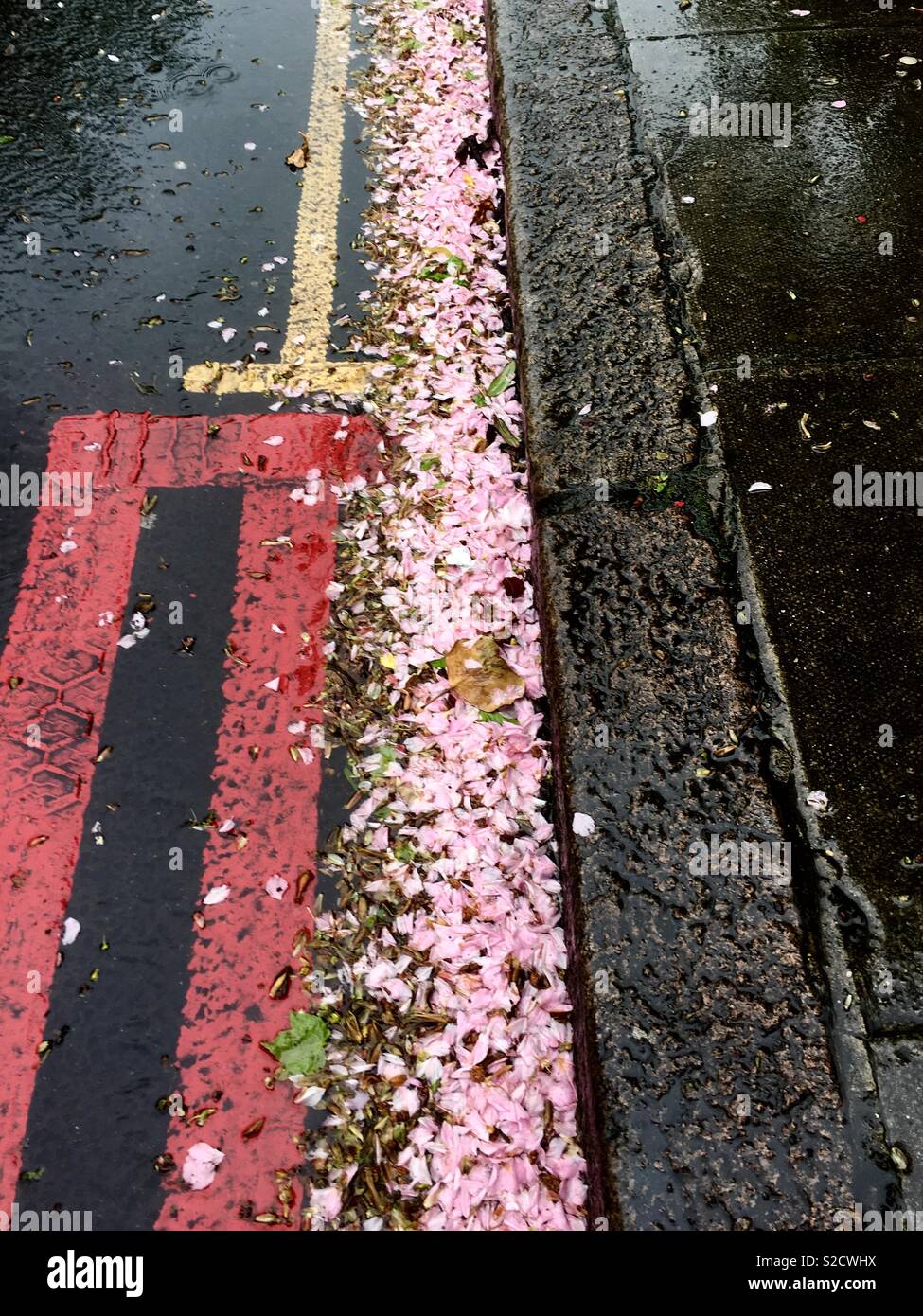Blossom in street gutter Stock Photo