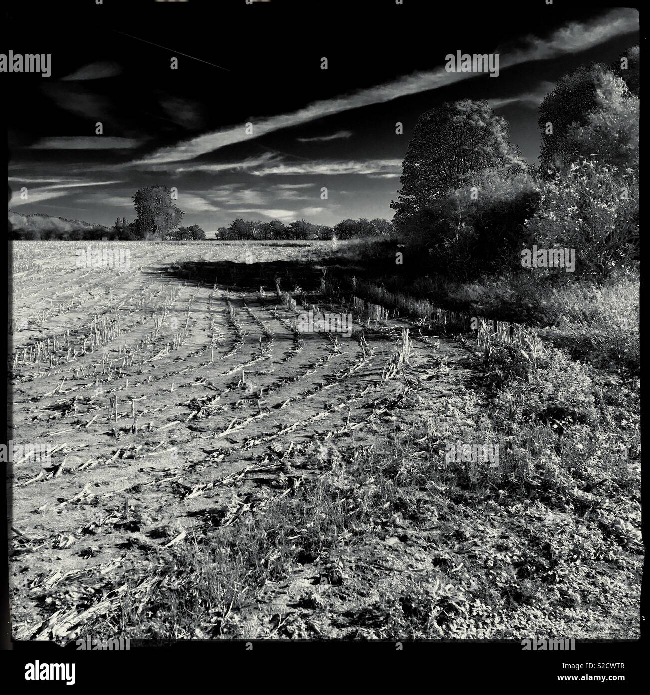 Stubble on farmland after a crop had been harvested. Ancaster, Lincolnshire, UK. - Smartphone Captured Stock Image