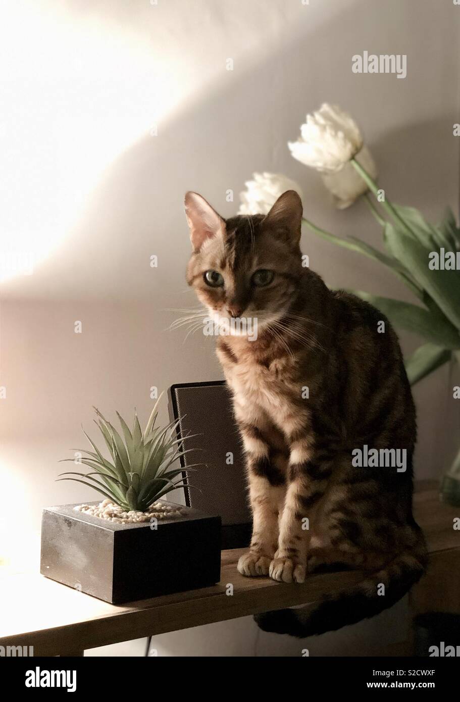 My beautiful Bengal cat, meet Dink, looking pretty Stock Photo