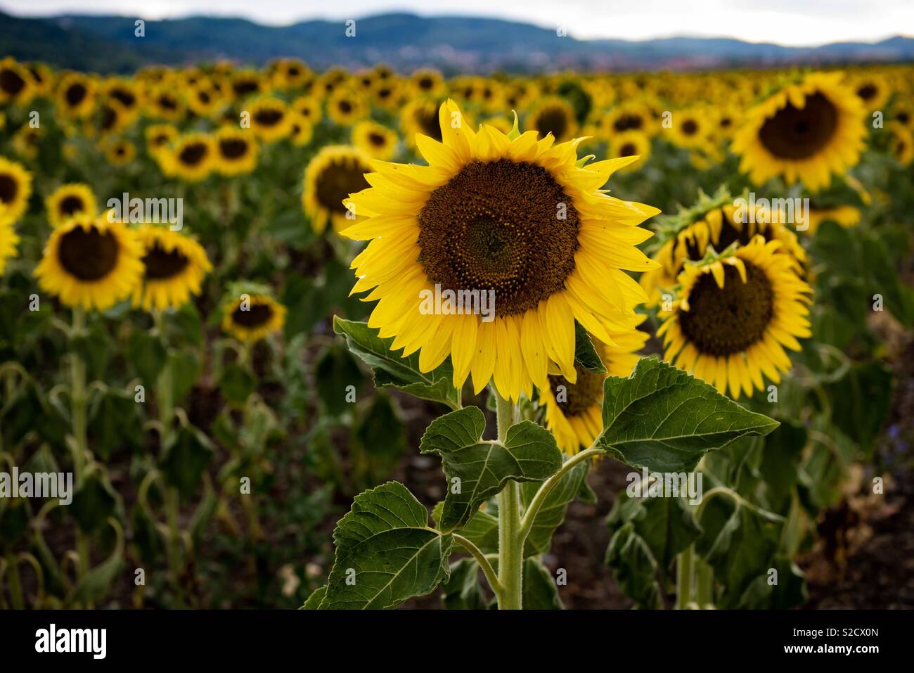 Sunflowers Stock Photo