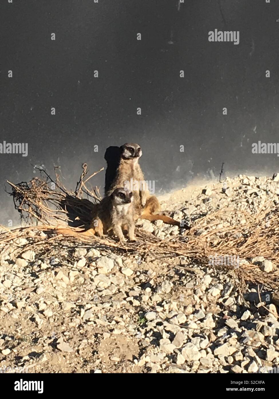 Sunbathing meerkats - Smartphone Captured Stock Image