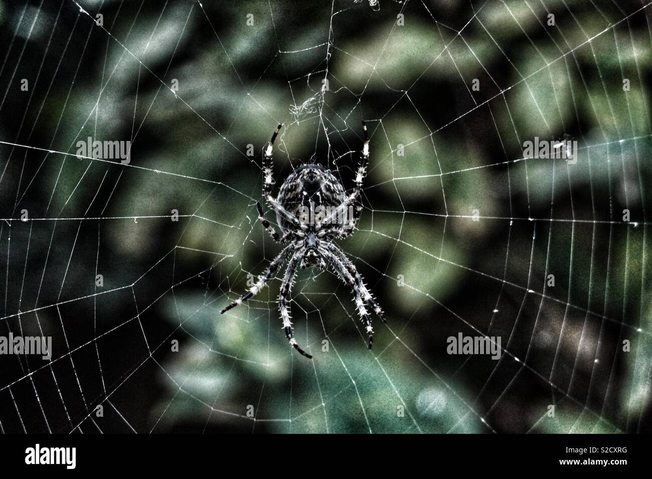 Spider in a web Stock Photo