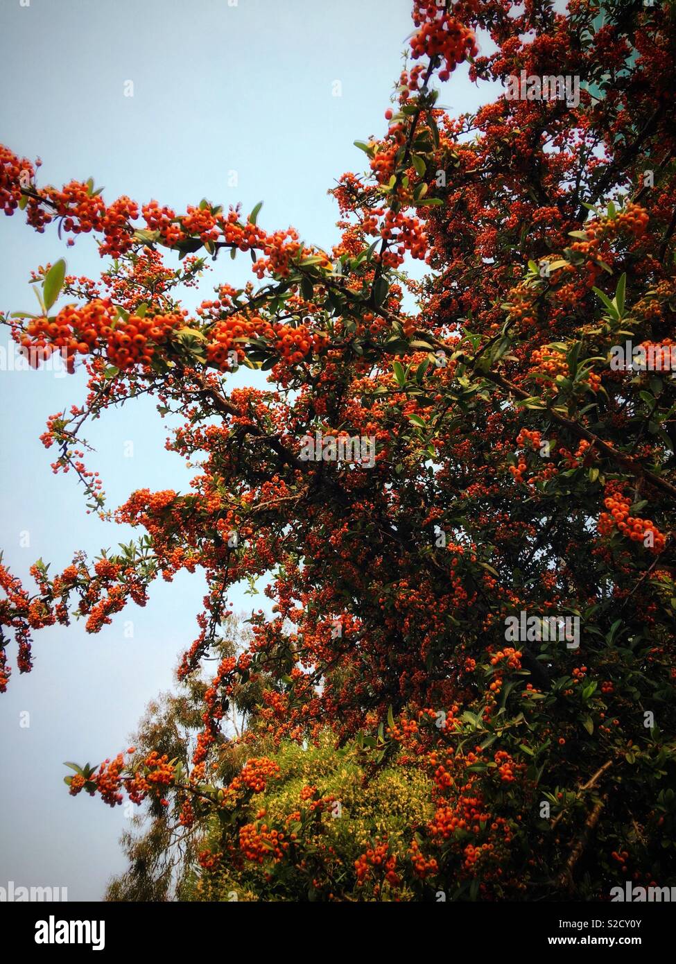 火棘 Pyracantha Fortuneana Maxim Li Stock Photo Alamy