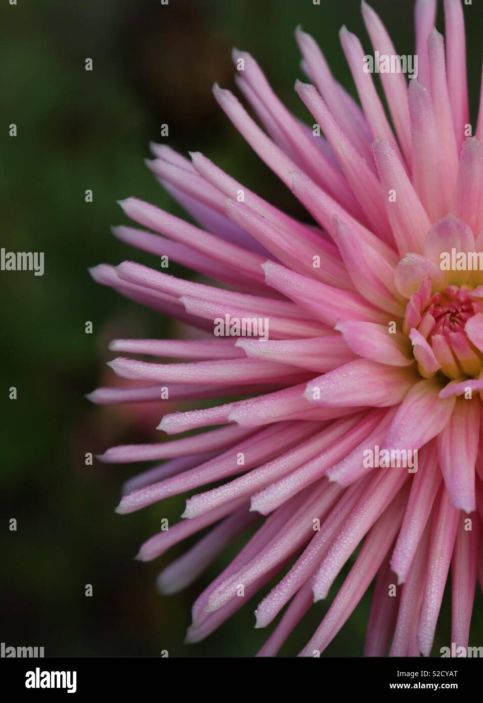 Water lily dahlias add color to a garden area Stock Photo Alamy