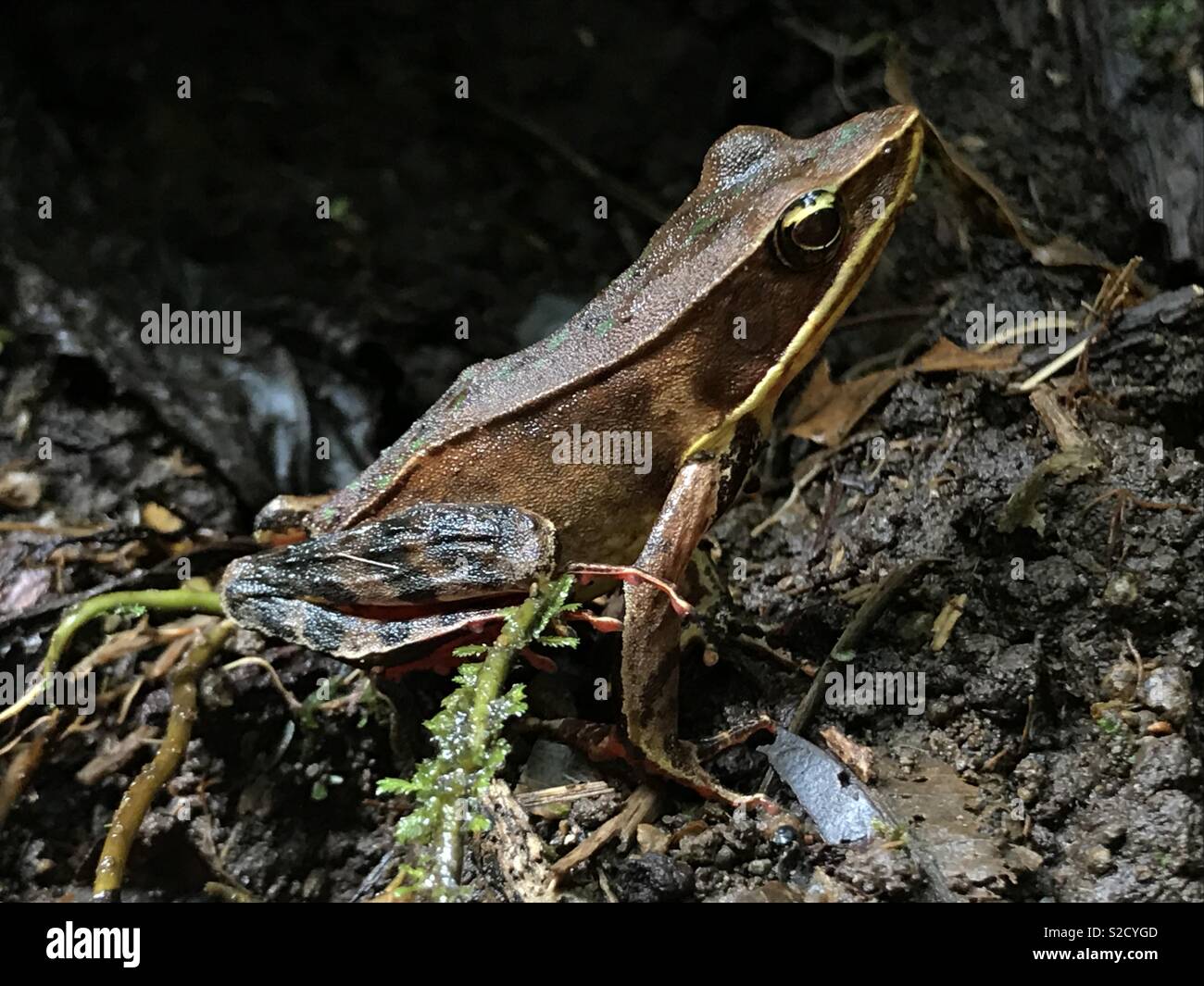 Frog, Costa Rica Stock Photo Alamy