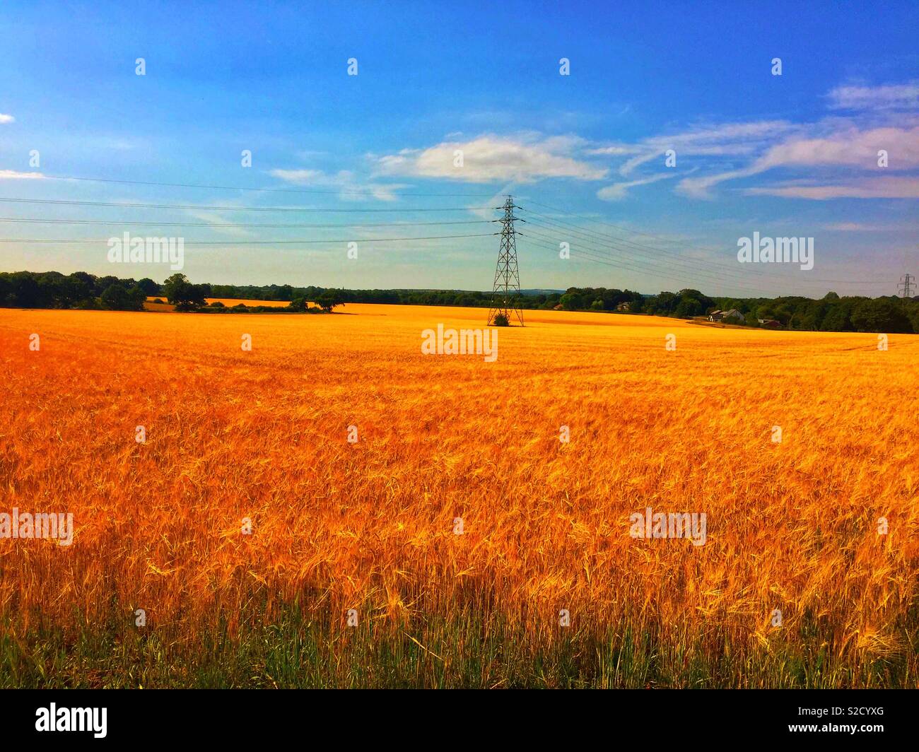 Newton le willows corn field on a hot summers day 2018 Stock Photo