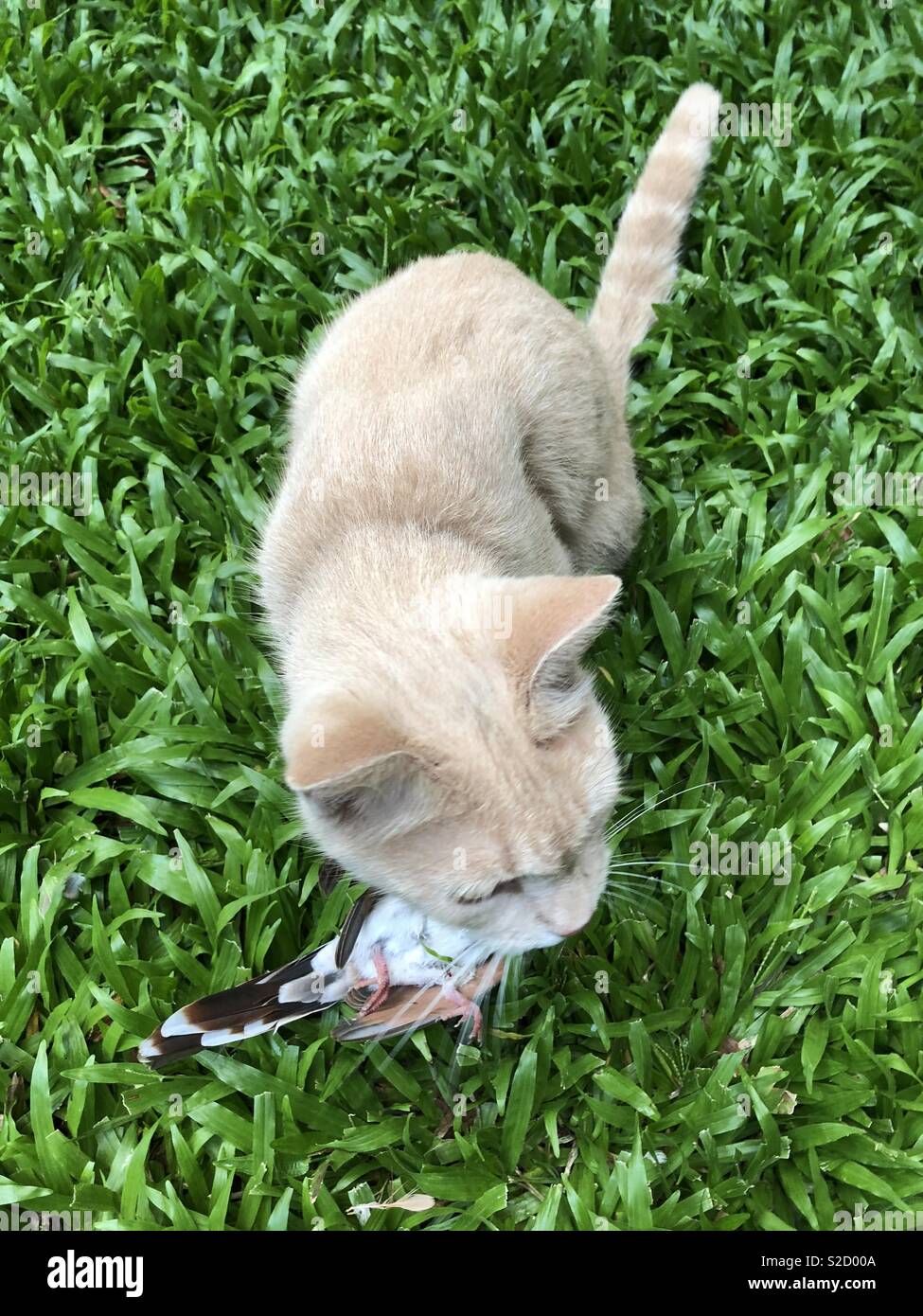 Cat with recently caught pigeon. - Smartphone Captured Stock Image
