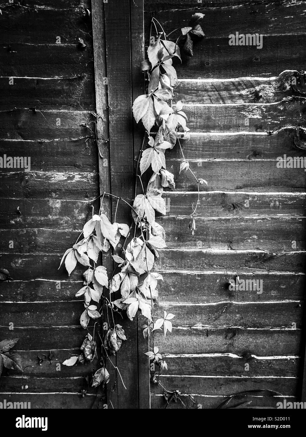 Black and white garden picture Stock Photo - Alamy