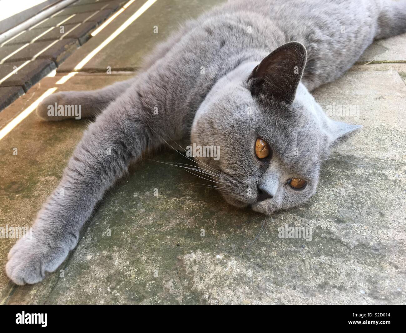 British blue cat stretching Stock Photo