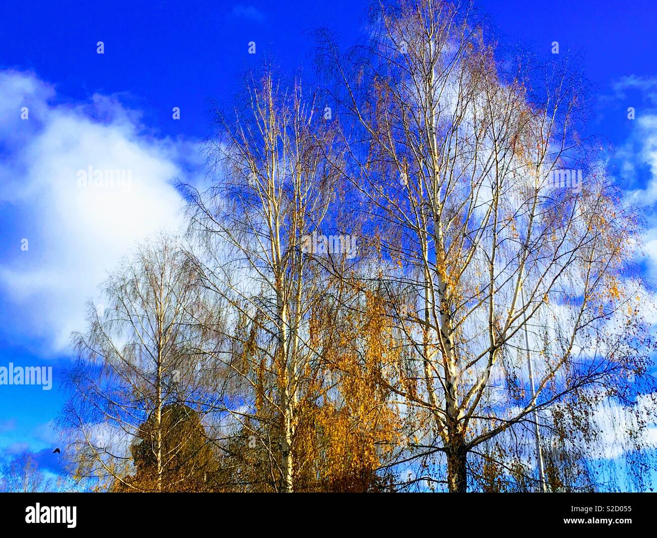 Tree sky cloud hi-res stock photography and images - Alamy