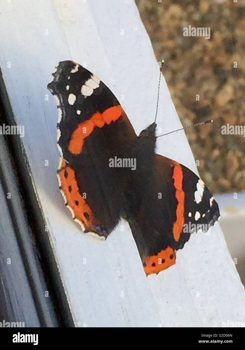 Red Admiral Resting Stock Photo