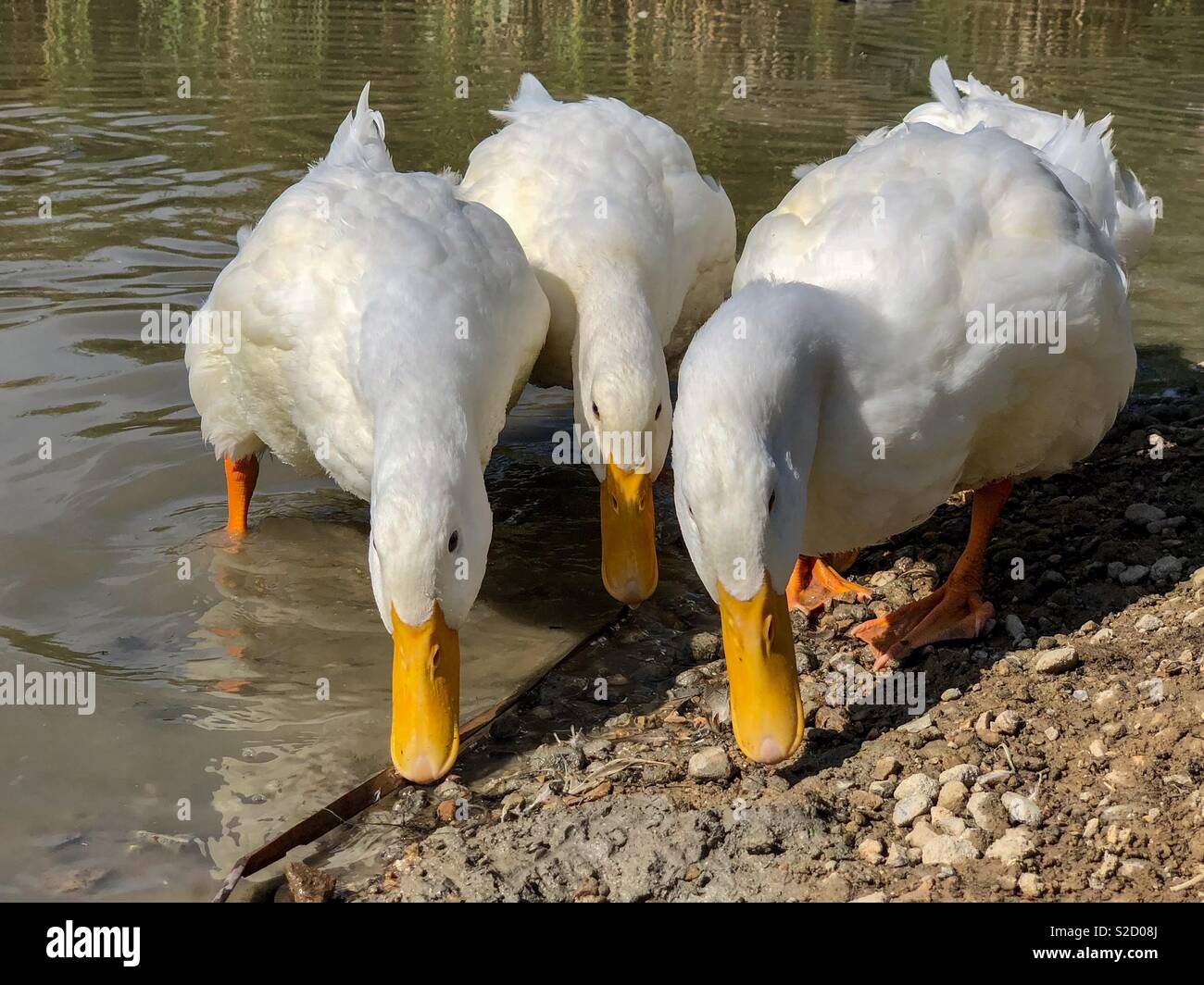 Heavy white ducks with three beams together search for food - Smartphone Captured Stock Image