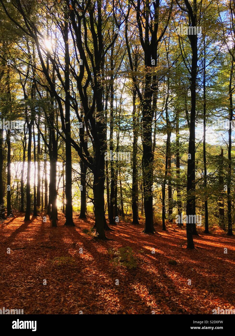 Autumn leaves on ground at Rivington in Lancashire - Smartphone Captured Stock Image
