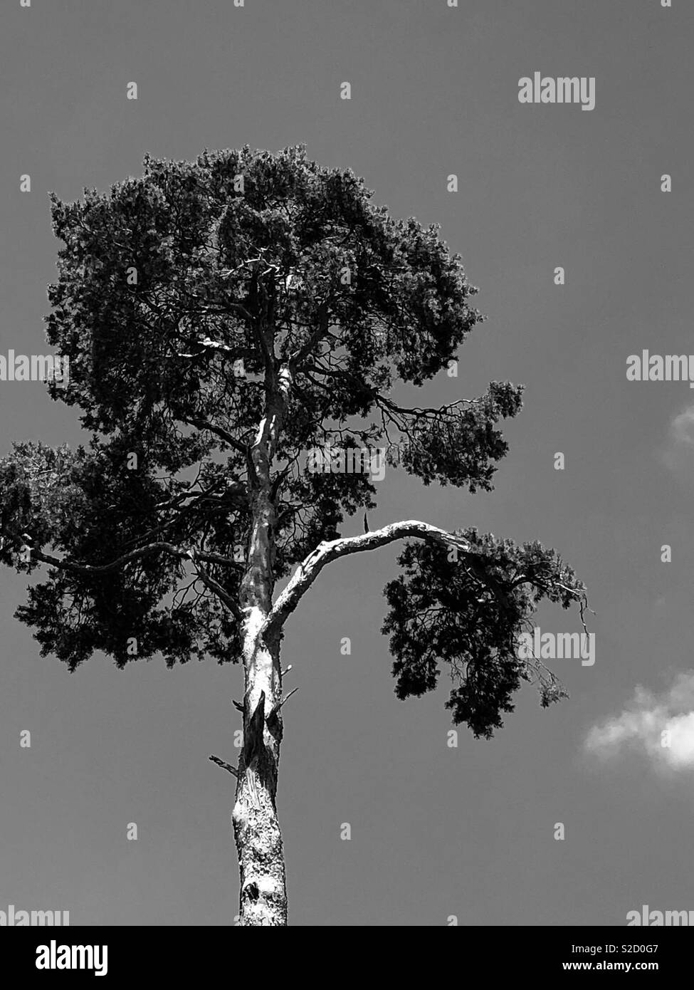 Black and white tree Stock Photo Alamy