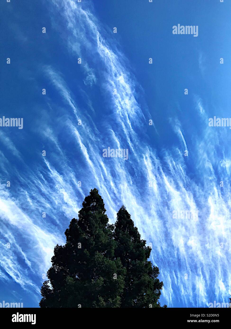 Whispy clouds in blue sky over redwood trees - Smartphone Captured Stock Image