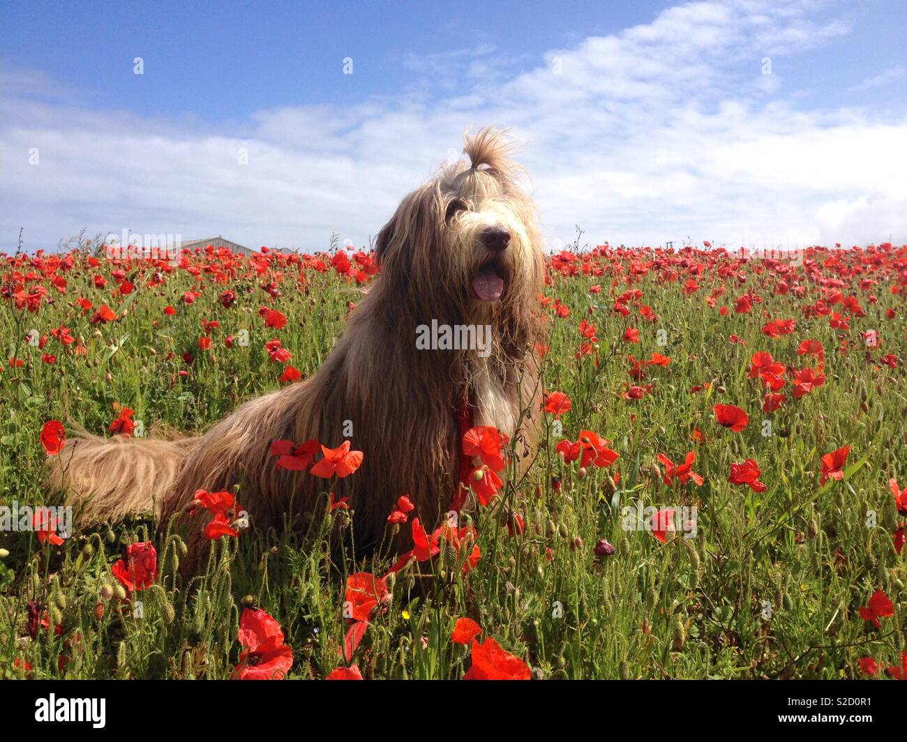 Bearded collie in field of poppies crantock for Remembrance Sunday Stock Photo