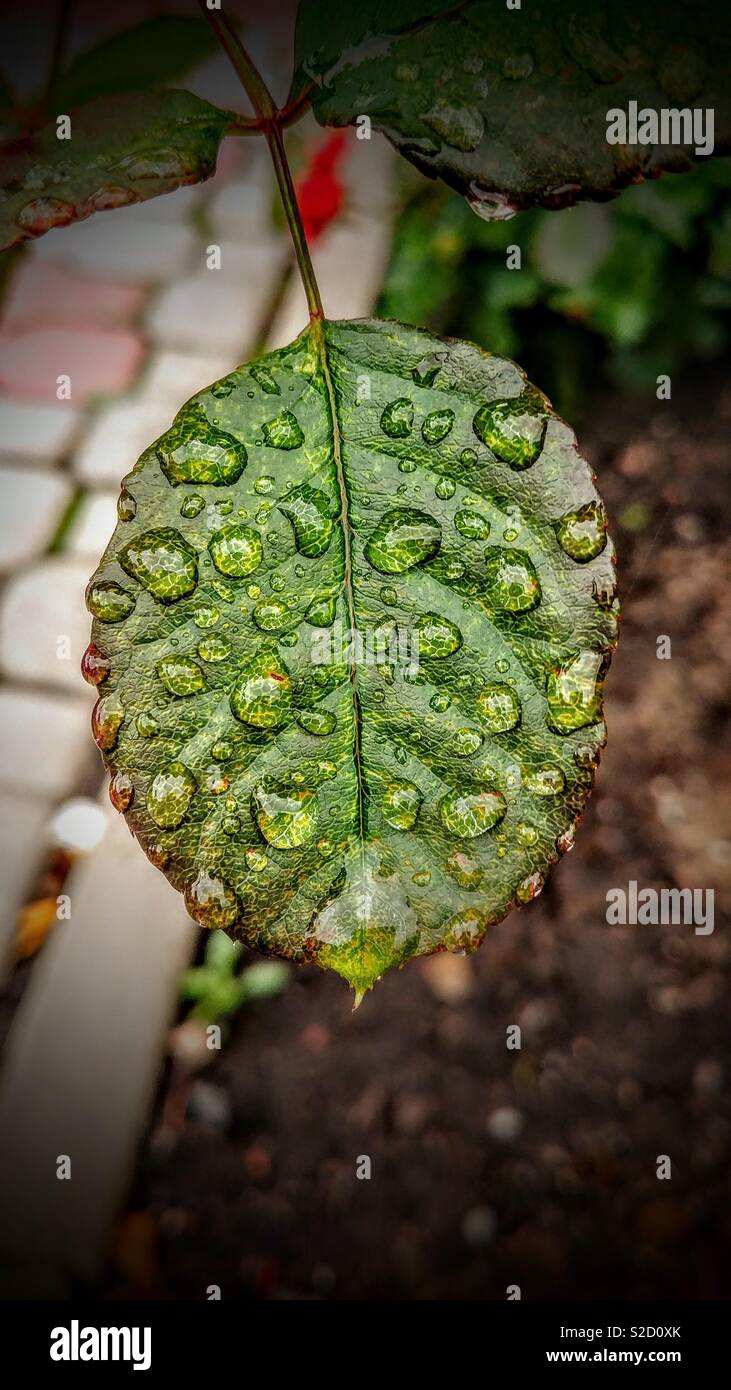 Leaf with raindrops - Smartphone Captured Stock Image