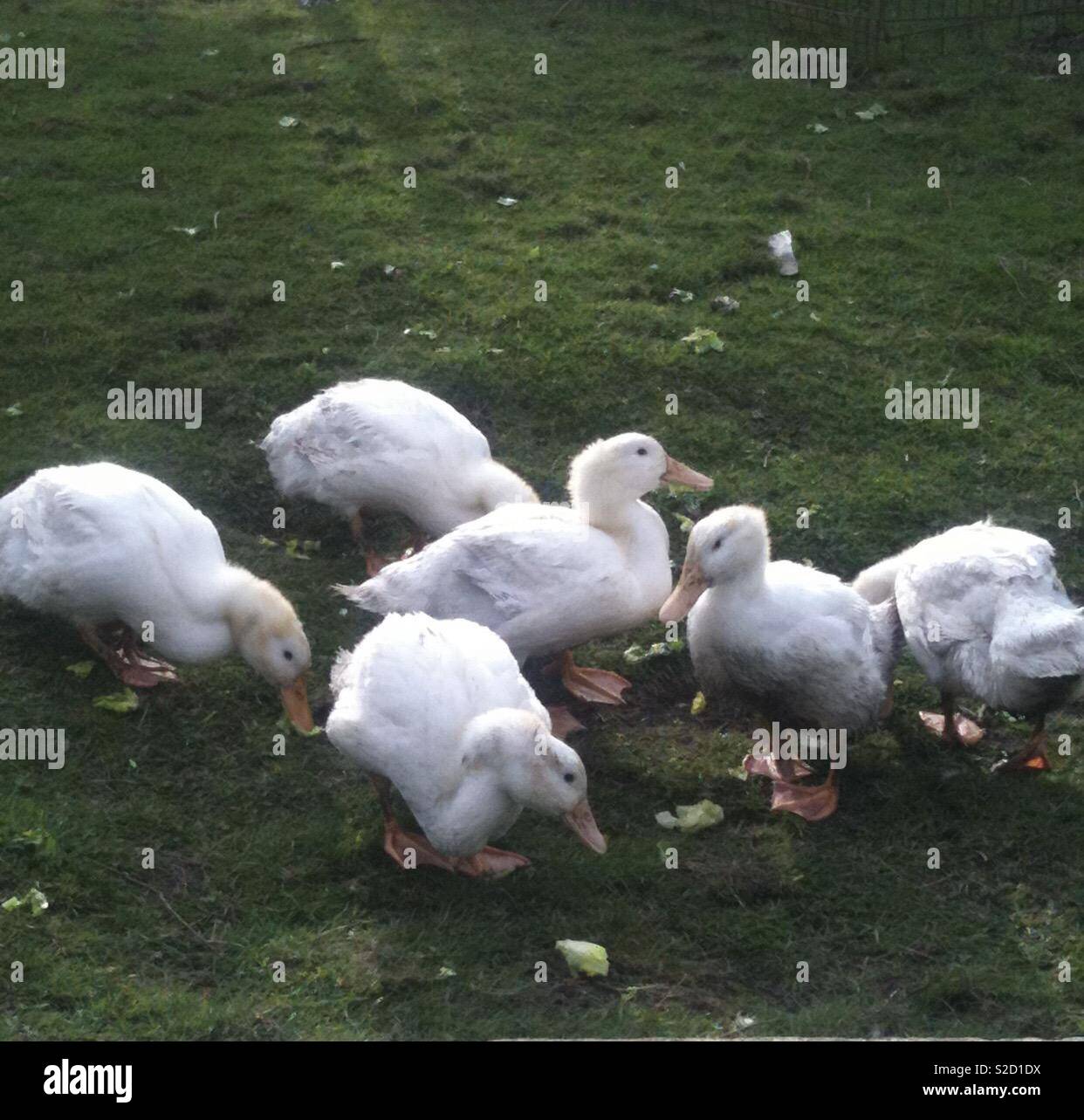 Ducklings enjoying a snack Stock Photo Alamy