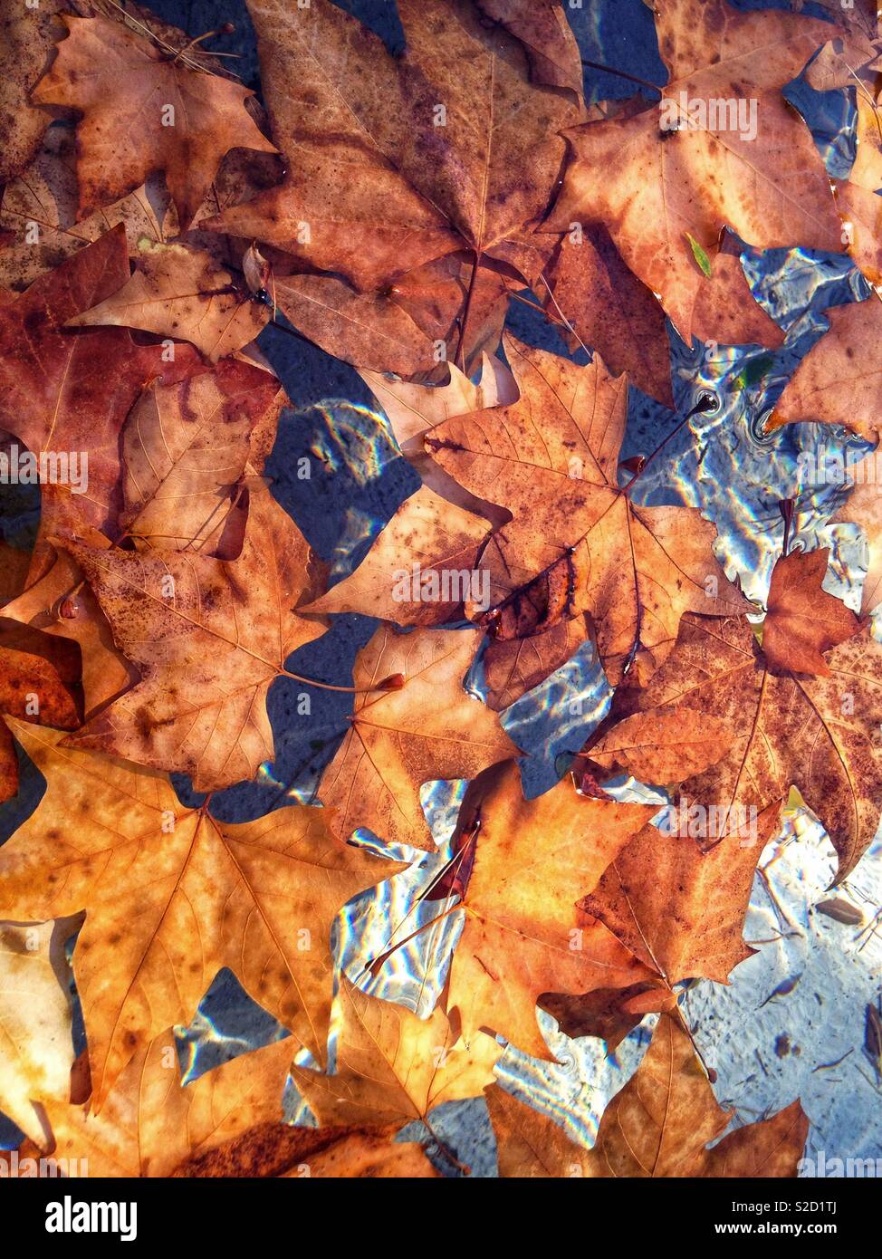 Dead leaves of plane tree in the water - Smartphone Captured Stock Image