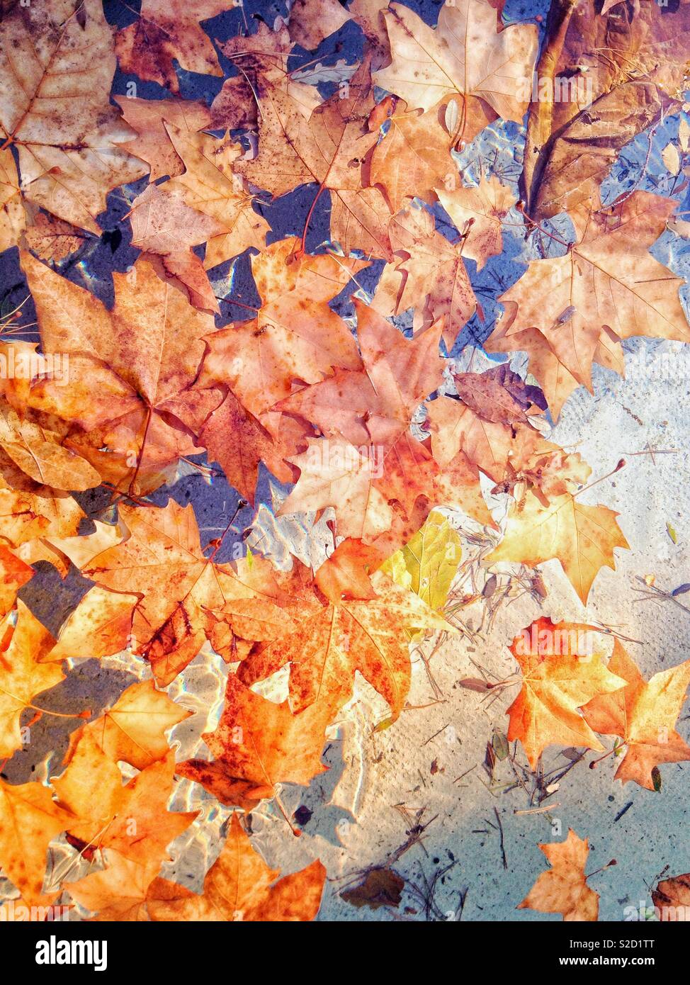 Dead leaves of plane tree in the water - Smartphone Captured Stock Image