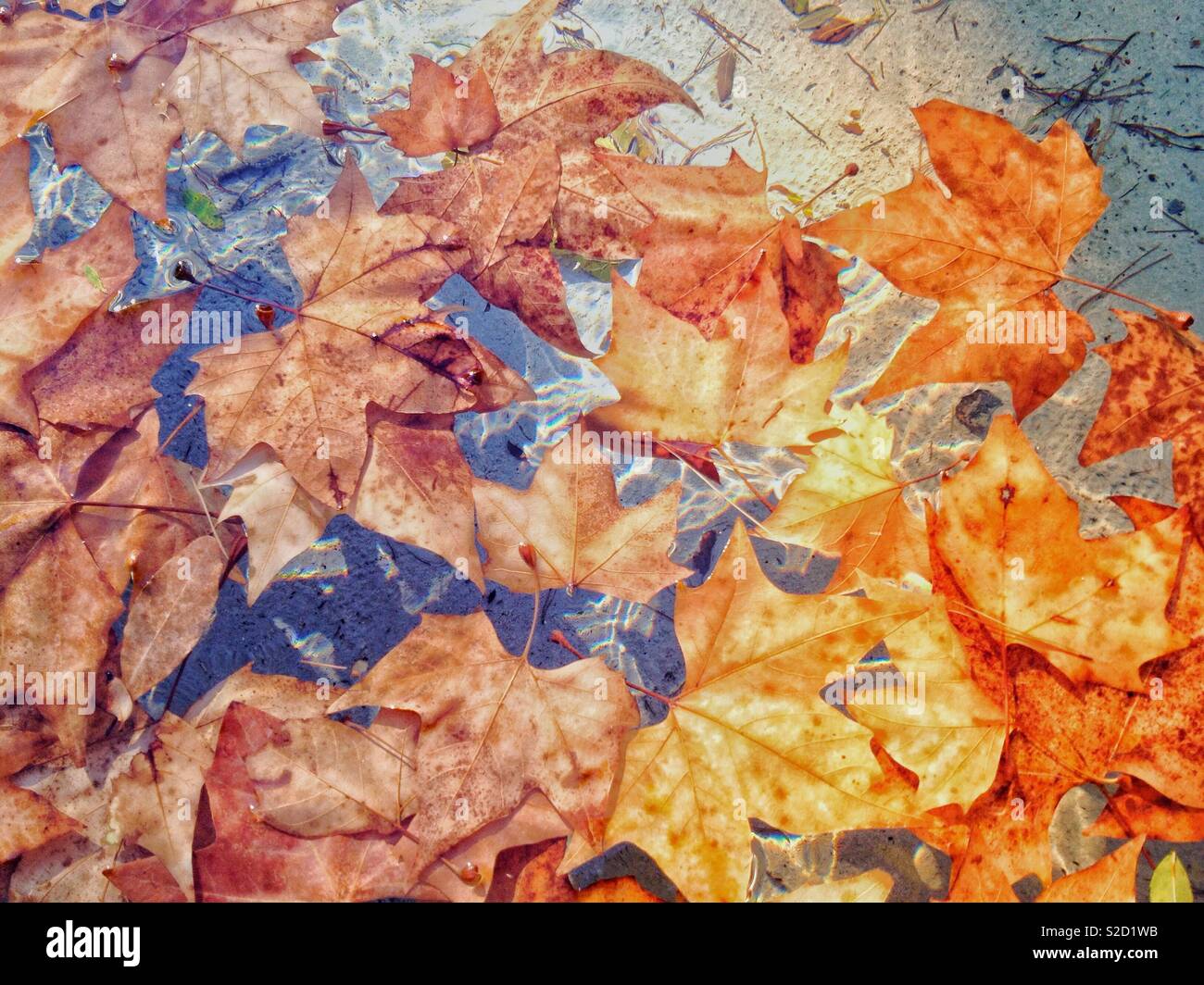 Dead leaves of plane tree in the water - Smartphone Captured Stock Image