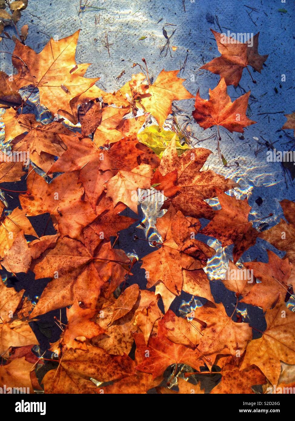 Dead leaves of plane tree in the water - Smartphone Captured Stock Image