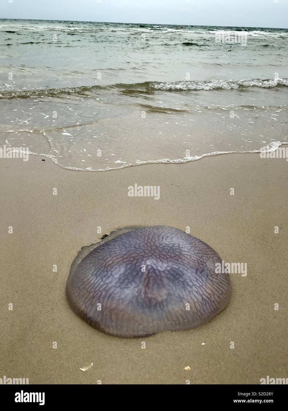 Jellyfish on beach Stock Photo Alamy
