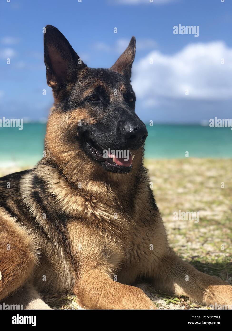 Alsatian / German Shepherd dog on beach in Mauritius Stock Photo