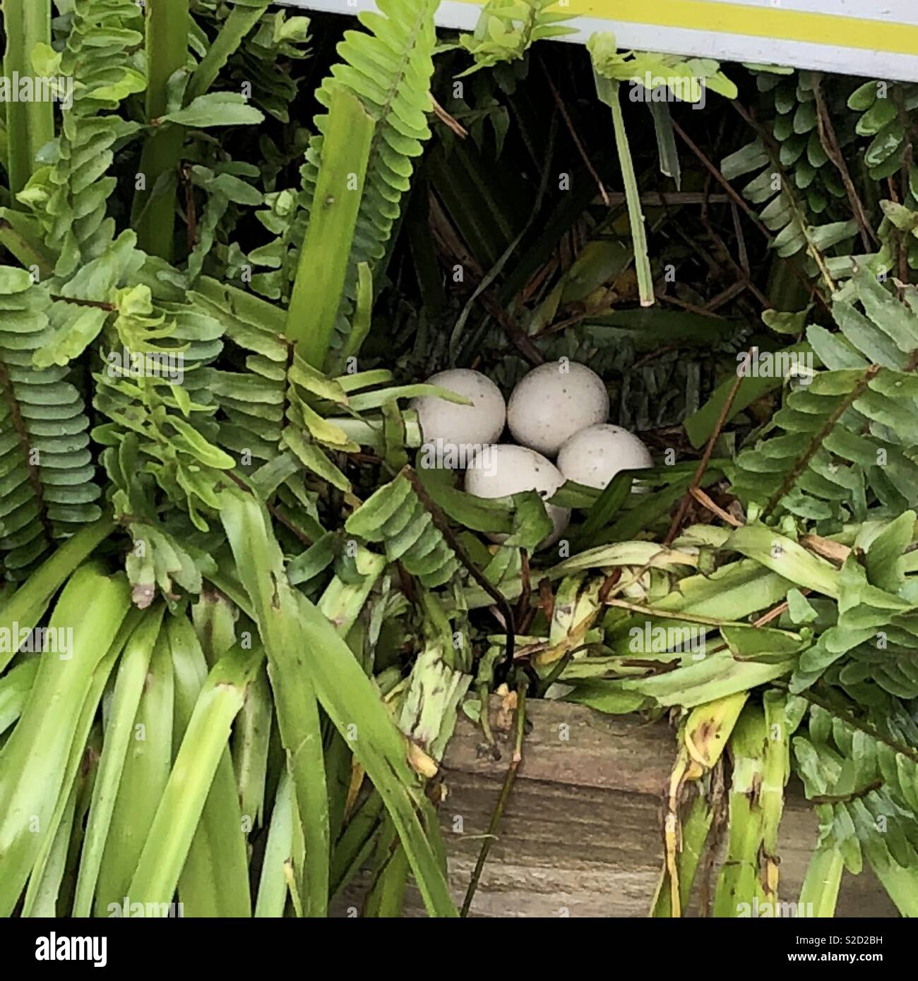 Four duck eggs in wild duck nest in South Africa Stock Photo Alamy
