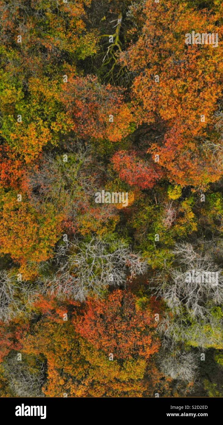 Aerial shot of some autumn trees with dead trees scattered amongst the colour. - Smartphone Captured Stock Image