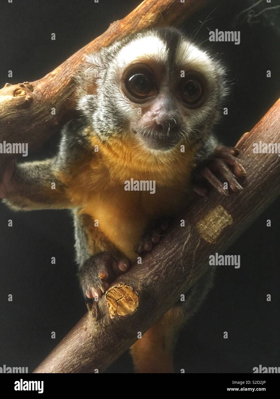 Owl monkey Stock Photo