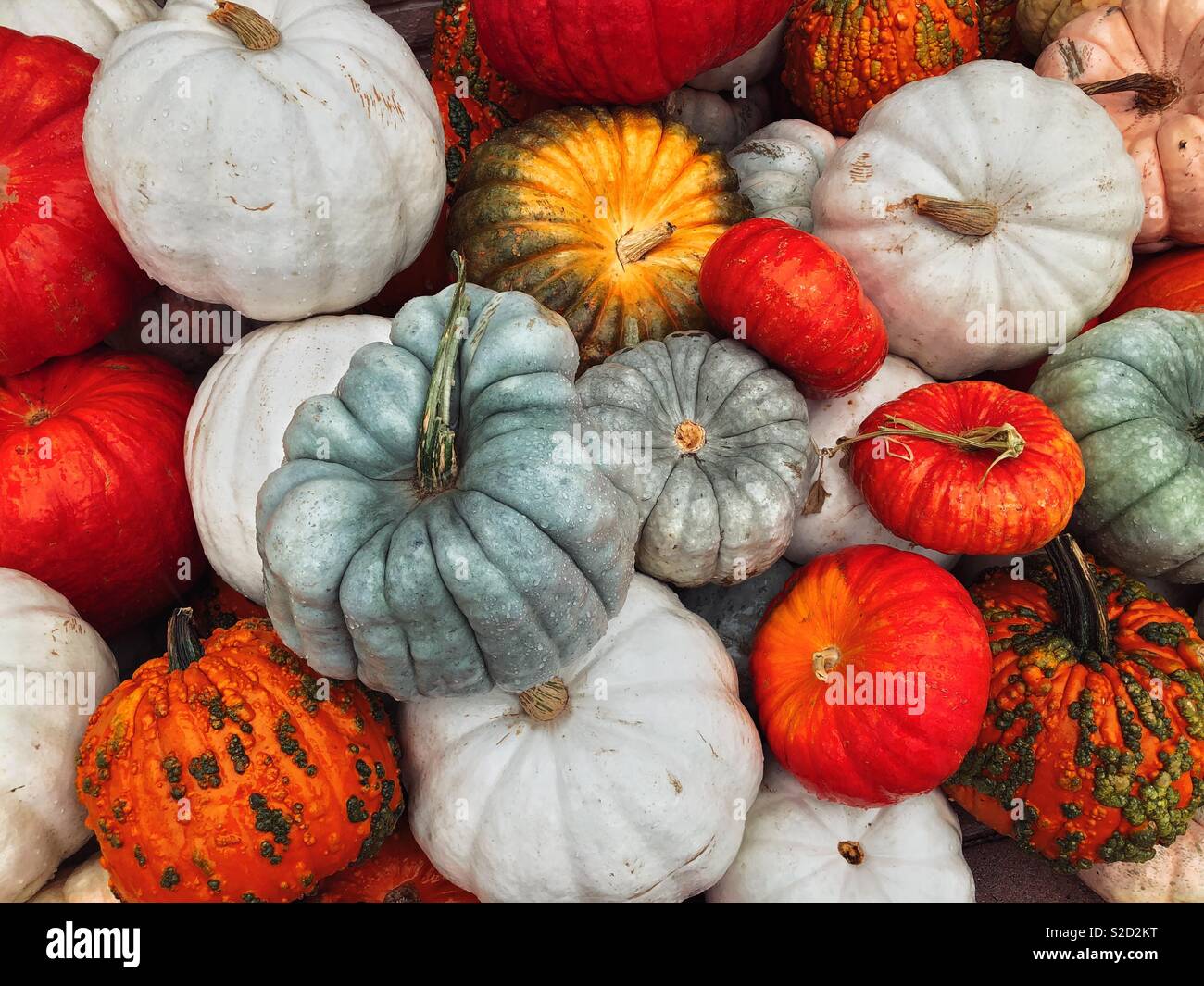 A glory of fall colors - Smartphone Captured Stock Image