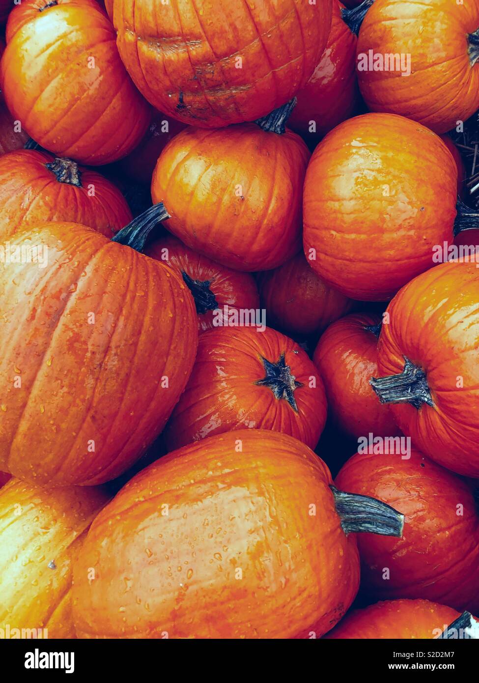 Orange color is the fall trend Stock Photo