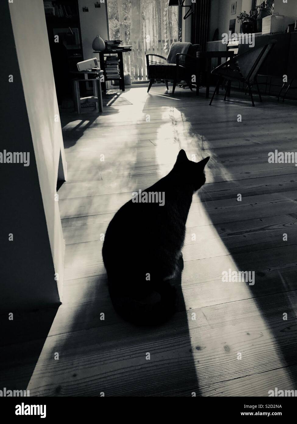 Silhouette of a cat in a living room - Smartphone Captured Stock Image