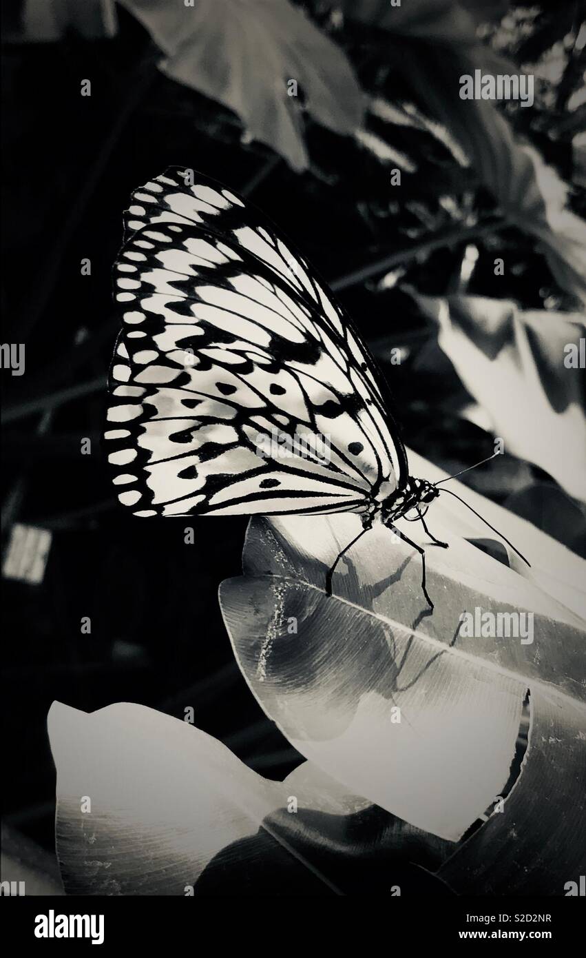 Black and white exotic butterfly, Rice Paper or Paper Kite Butterfly (Idea leuconoe), Large Tree Nymph Stock Photo