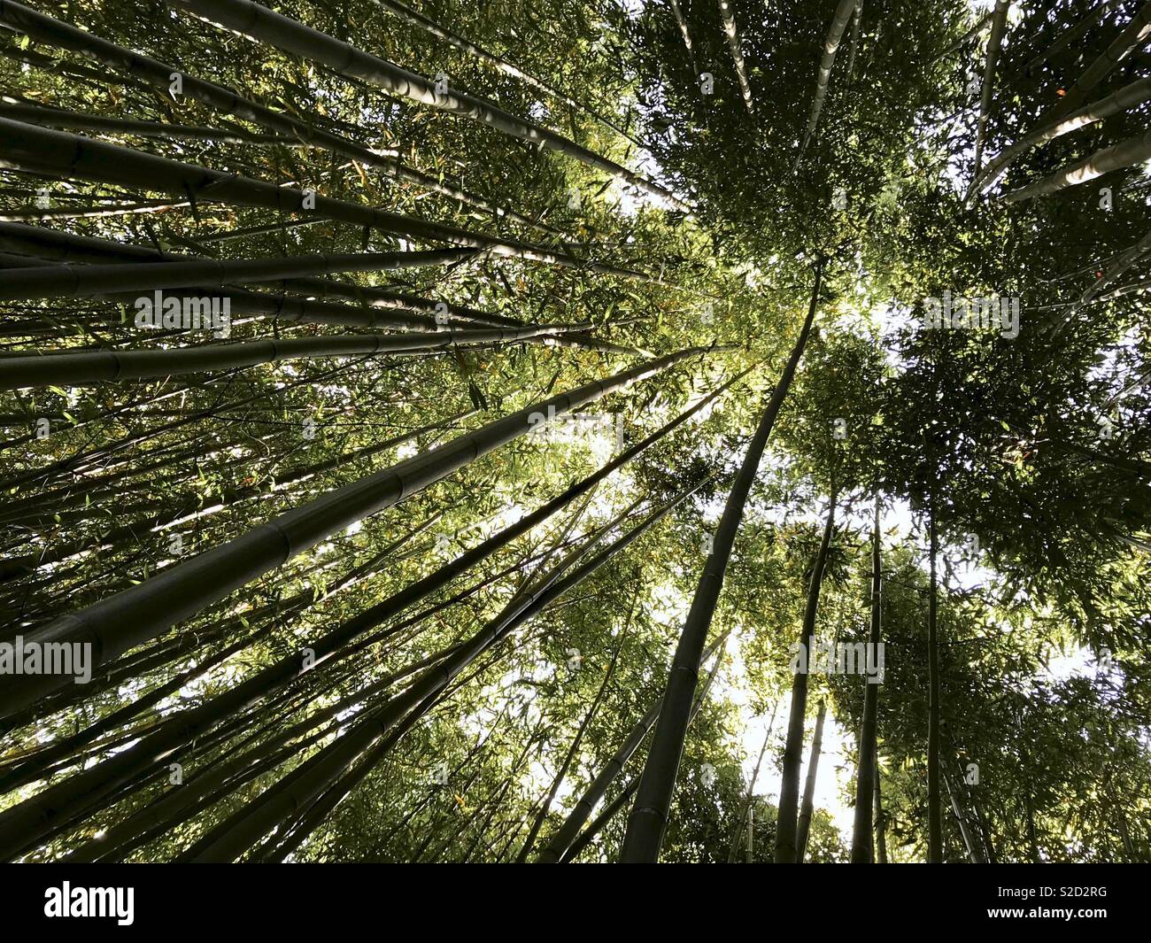 Bamboo forest, low angle view - Smartphone Captured Stock Image