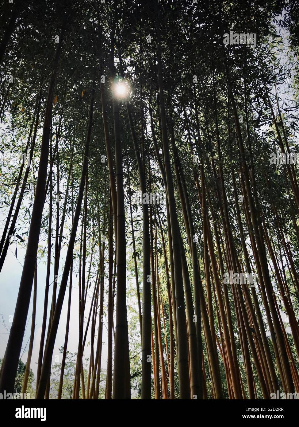 Bamboo forest, giant bamboo - Smartphone Captured Stock Image
