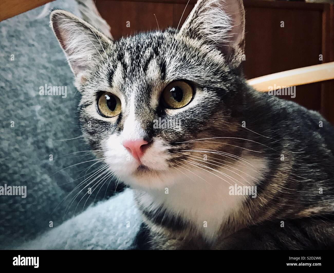 Staring tabby Cat in home Environment Stock Photo
