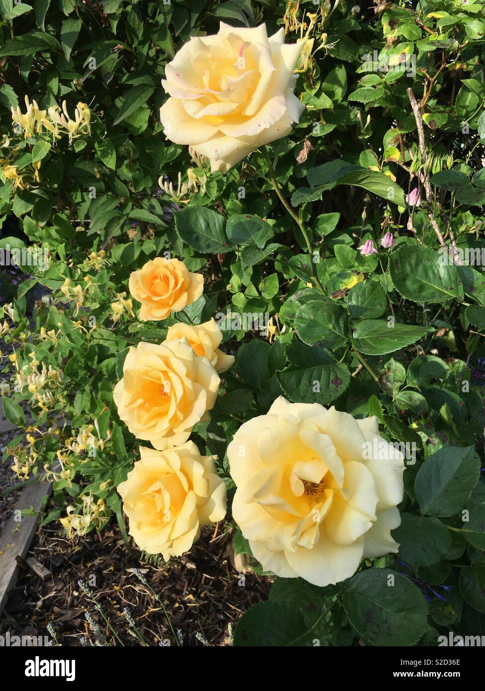Yellow shrub roses in sunlight Stock Photo Alamy